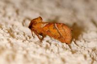 Triodia sylvina