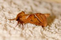 Triodia sylvina