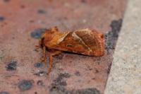 Triodia sylvina