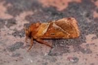 Triodia sylvina
