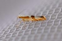 Argyresthia pruniella
