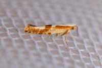 Argyresthia pruniella