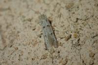 Symmocoides oxybiella
