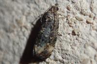 Endothenia