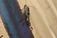 Scythris limbella
