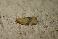 Clepsis consimilana