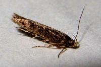 Bryotropha