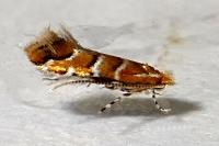 Cameraria ohridella