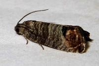 Cydia pomonella