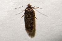 Bryotropha