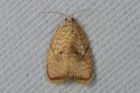 Acleris forsskaleana