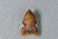 Acleris holmiana