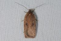Agonopterix scopariella