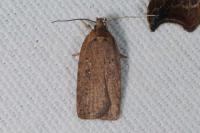 Agonopterix scopariella