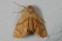 Apoda limacodes