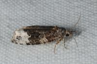 Apotomis capreana