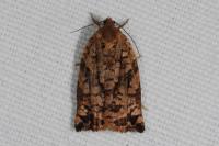Archips oporana