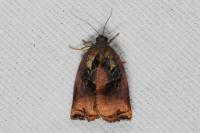 Archips podana
