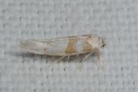 Cedestis gysseleniella