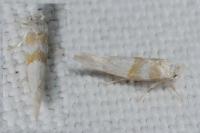 Cedestis gysseleniella