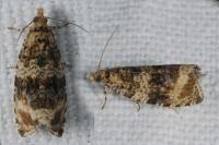 Celypha lacunana