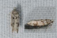 Chionodes electella
