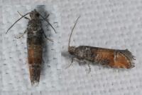 Clavigesta purdeyi