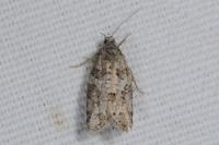Cnephasia