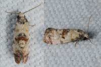 Neocochylis hybridella