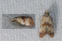 Neocochylis hybridella