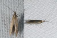 Coleophora