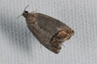 Cydia pomonella
