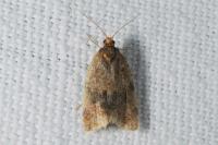 Epagoge grotiana