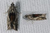 Epinotia nisella