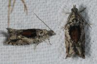 Epinotia nisella
