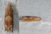 Eucosma conterminana