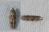 Exoteleia dodecella