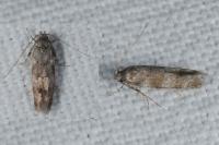 Exoteleia dodecella