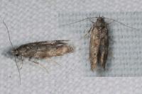 Exoteleia dodecella