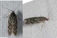 Gelechia muscosella