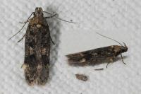 Gelechia scotinella
