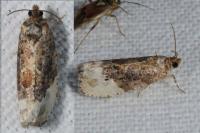 Hedya nubiferana