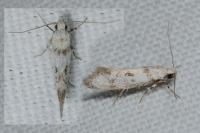 Herrichia excelsella