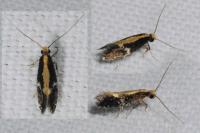 Monopis obviella