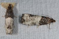 Notocelia roborana