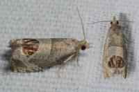 Notocelia uddmanniana