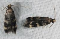Oegoconia