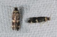 Oegoconia