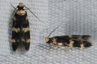 Oegoconia