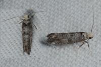 Paraswammerdamia nebulella